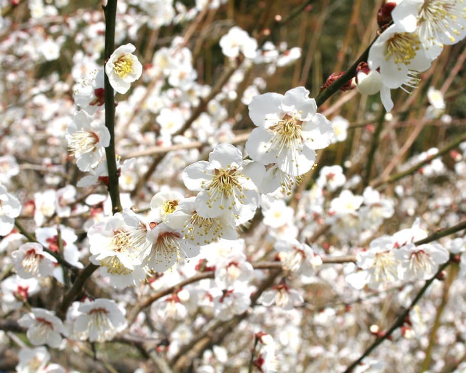 梅の花アップ