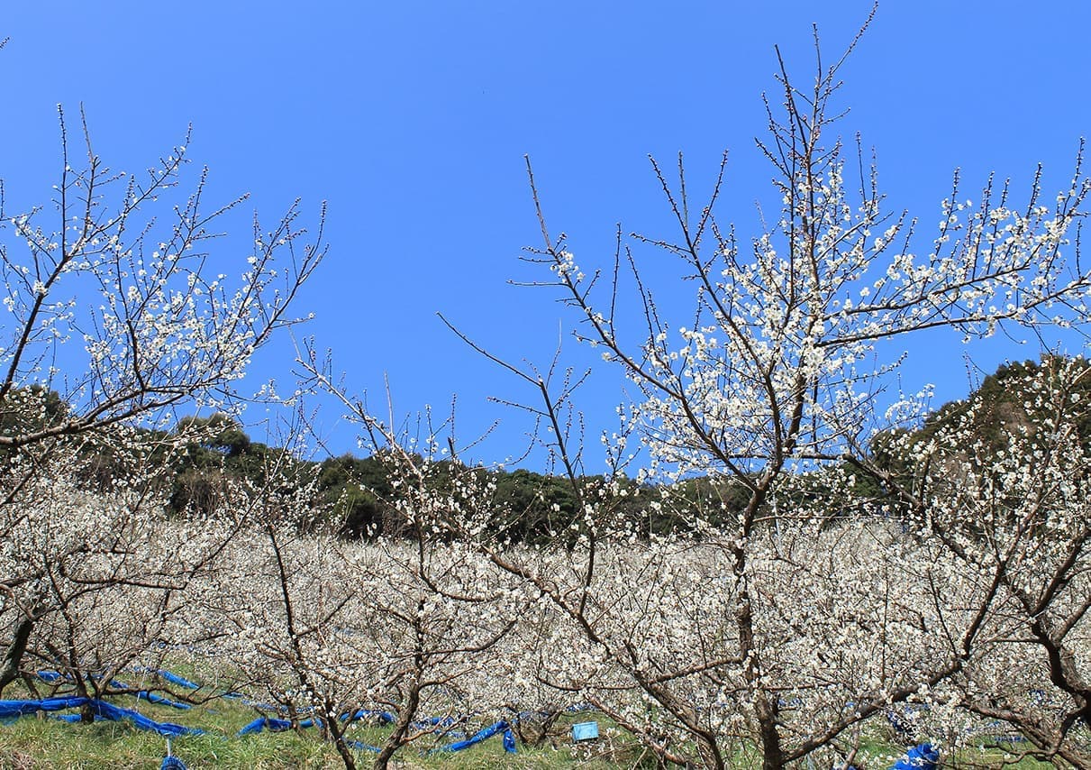 梅の花の開花