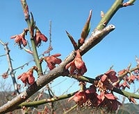 梅の新芽