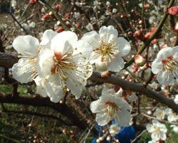 梅の花見頃