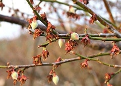 梅の花後の幼果