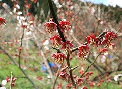 梅の花終盤景色