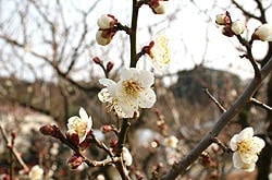 梅の花の開花