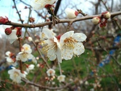 梅の花