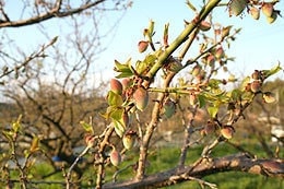 梅の幼果