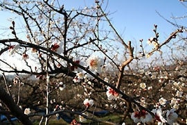 南高梅の花