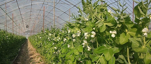 うすいえんどうまめビニルハウス