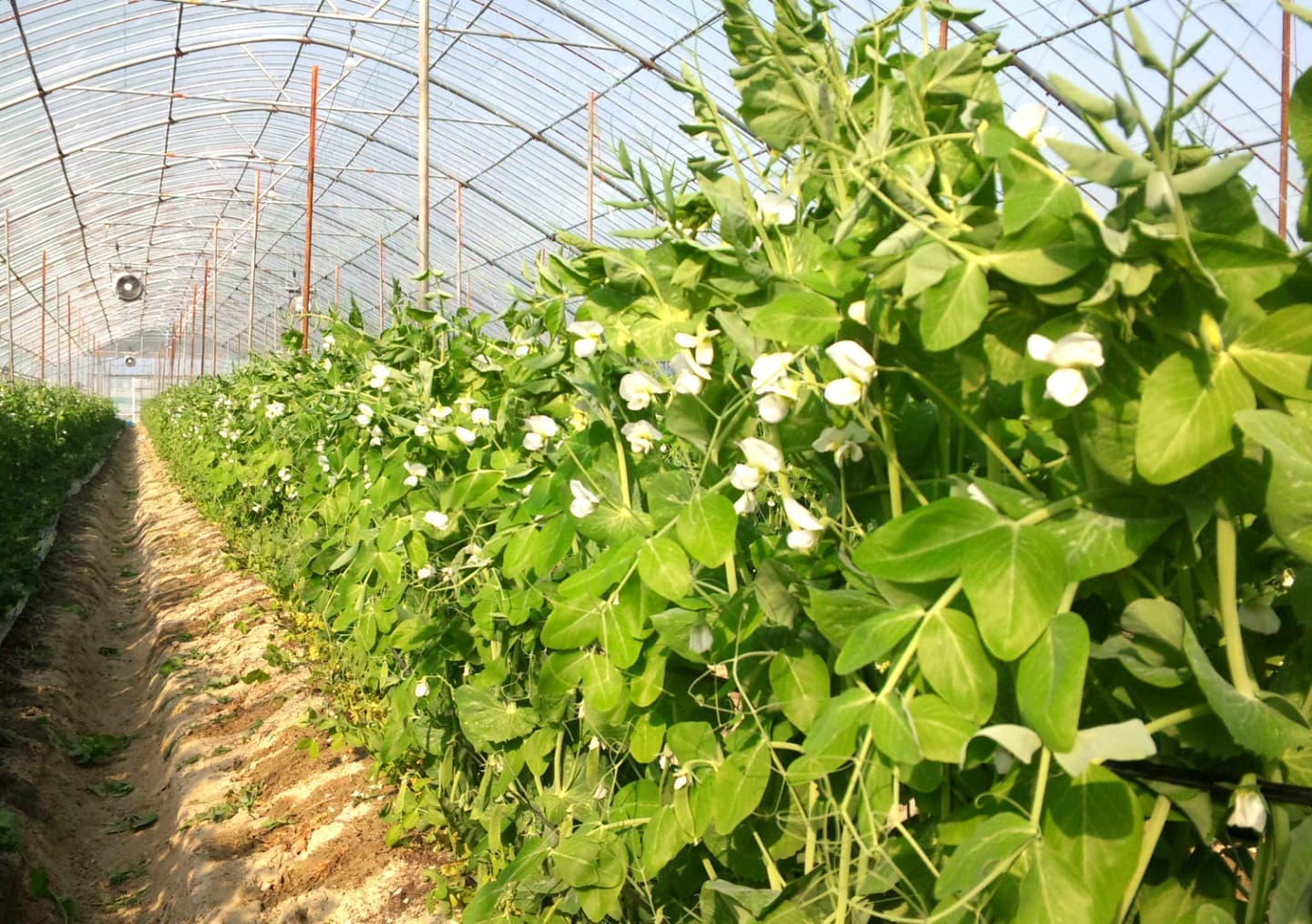 うすいえんどうまめ花が咲く