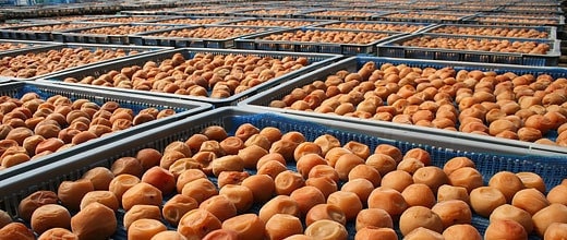 梅干し天日干し