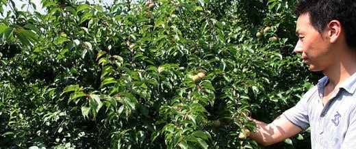 南高梅青梅収穫