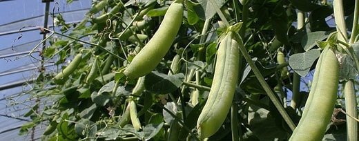 うすいえんどうまめ収穫最盛期