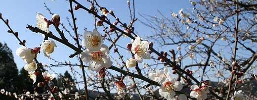 南高梅の花