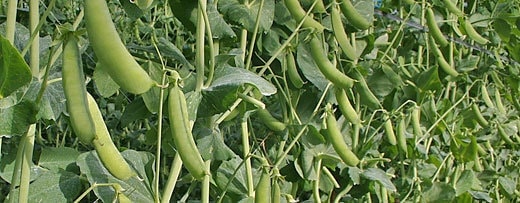 うすいえんどうまめ