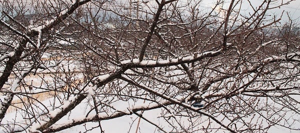 南高梅の枝に積もる雪