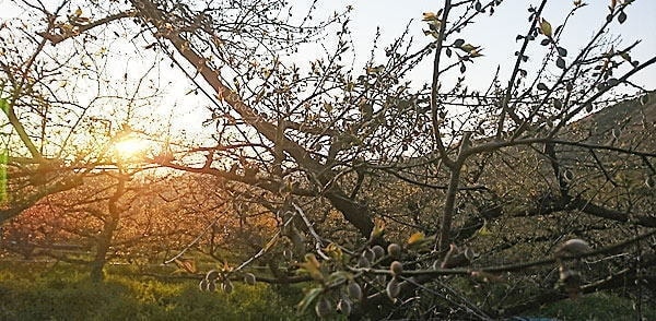 夕日と梅の木